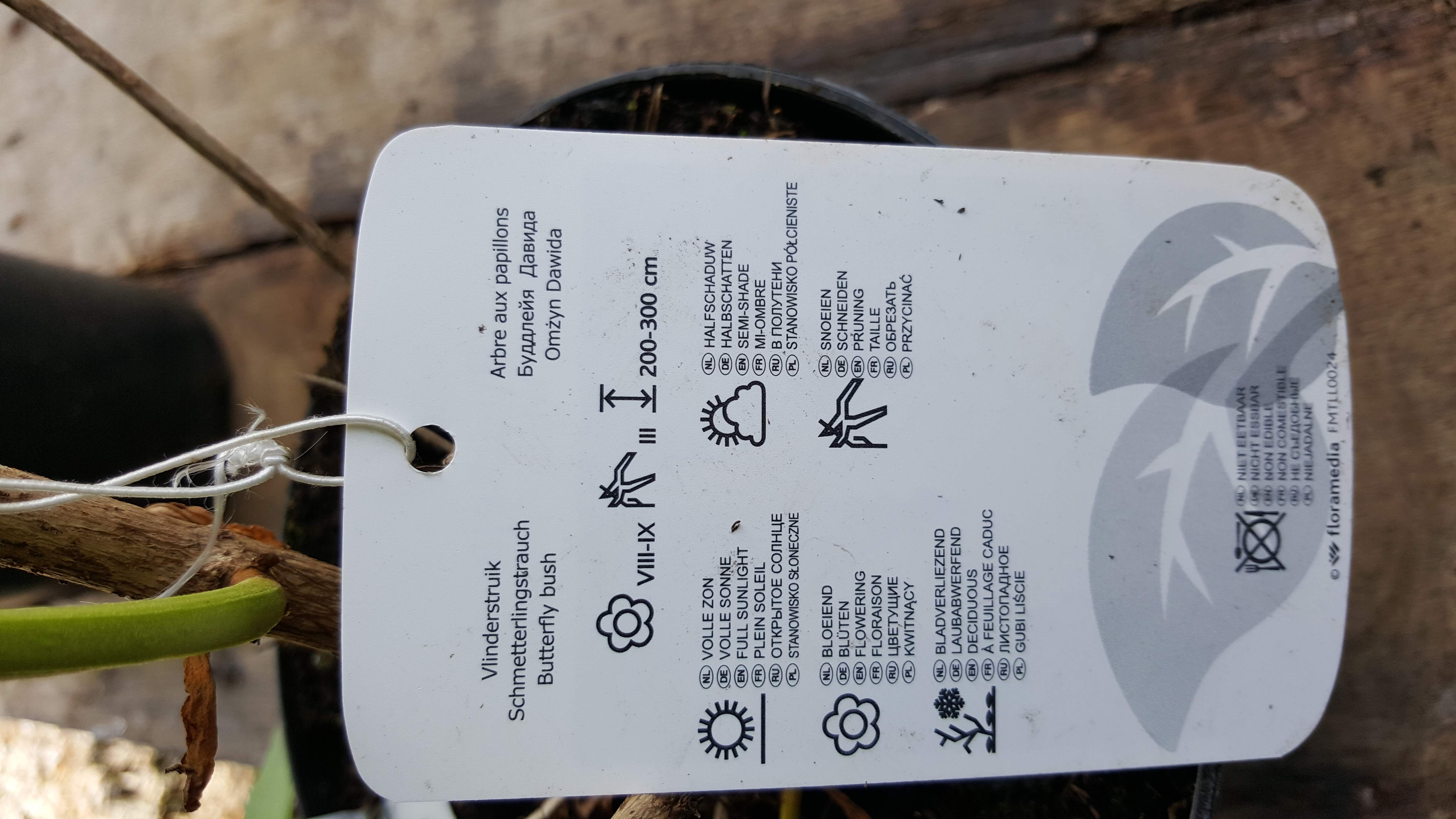 buddleia blanc 2.jpg